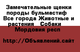 Замечательные щенки породы бульмастиф - Все города Животные и растения » Собаки   . Мордовия респ.